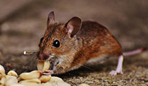24 Hour & Emergency Exterminators in Little York, NJ